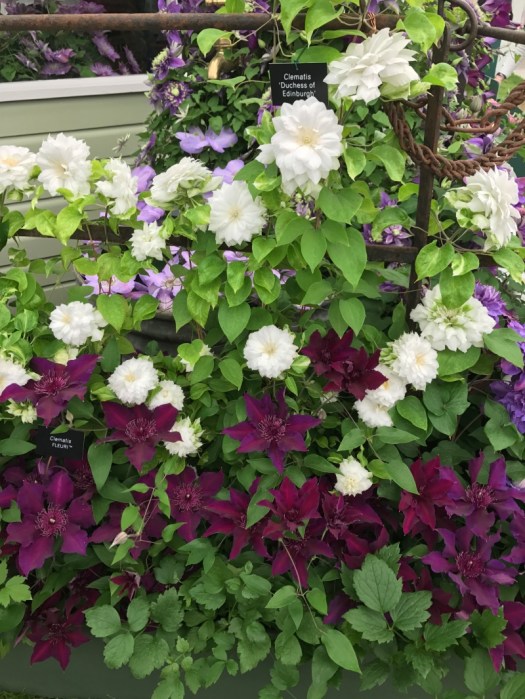 Charlotte-Anne Fidler, Lifestyle, Countryside, English country, Country house, English Houses, English Home, Gardens, Flowers, Cutting, Gardens, Nature, English, gardens, Roses, Rose garden, Sweet peas, Spring bulbs, Spring gardens, Spring planting, Summer planting, Summer gardens, White, Blooms, Home design, Interior design, Interiors, White interiors, House beautiful, Homes and Gardens, Maine Coons, Cats, Motherhood