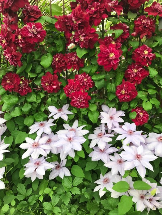 Charlotte-Anne Fidler, Lifestyle, Countryside, English country, Country house, English Houses, English Home, Gardens, Flowers, Cutting, Gardens, Nature, English, gardens, Roses, Rose garden, Sweet peas, Spring bulbs, Spring gardens, Spring planting, Summer planting, Summer gardens, White, Blooms, Home design, Interior design, Interiors, White interiors, House beautiful, Homes and Gardens, Maine Coons, Cats, Motherhood