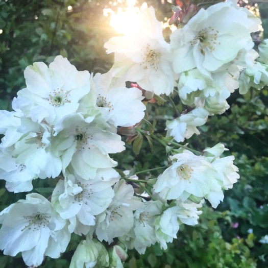 Charlotte-Anne Fidler, Lifestyle, Countrside, English country, Country house, English Houses, English Home, Gardens, Flowers, Cutting, Gardens, Nature, English, gardens, Roses, Rose garden, Sweet peas, Spring bulbs, Spring gardens, Spring planting, Summer planting, Summer gardens, White, Blooms, Home design, Interior design, Interiors, White interiors, House beautiful, Homes and Gardens, Maine Coons, Cats, Motherhood