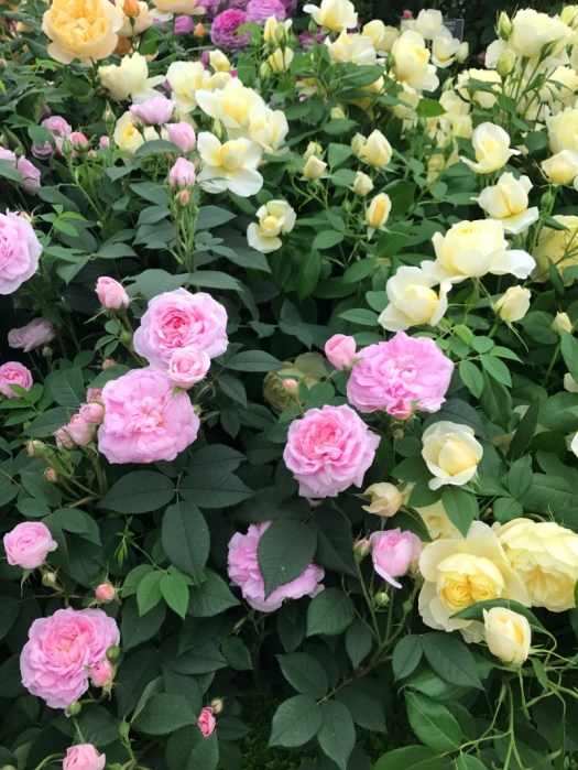 Charlotte-Anne Fidler, Lifestyle, Countrside, English country, Country house, English Houses, English Home, Gardens, Flowers, Cutting, Gardens, Nature, English, gardens, Roses, Rose garden, Sweet peas, Spring bulbs, Spring gardens, Spring planting, Summer planting, Summer gardens, White, Blooms, Home design, Interior design, Interiors, White interiors, House beautiful, Homes and Gardens, Maine Coons, Cats, Motherhood