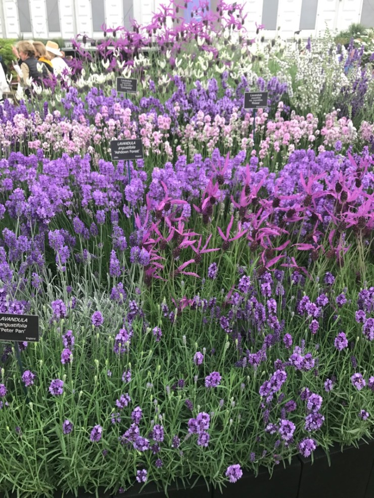 Charlotte-Anne Fidler, Lifestyle, Countrside, English country, Country house, English Houses, English Home, Gardens, Flowers, Cutting, Gardens, Nature, English, gardens, Roses, Rose garden, Sweet peas, Spring bulbs, Spring gardens, Spring planting, Summer planting, Summer gardens, White, Blooms, Home design, Interior design, Interiors, White interiors, House beautiful, Homes and Gardens, Maine Coons, Cats, Motherhood