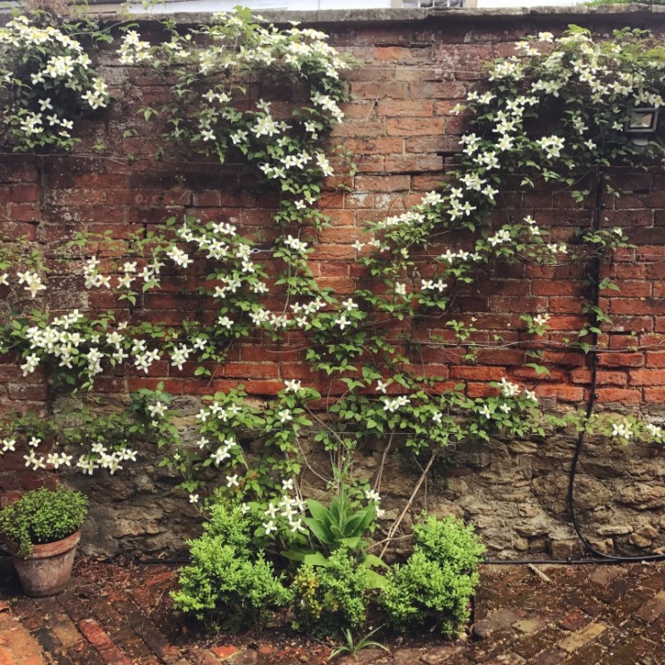 Charlotte-Anne Fidler, Lifestyle, Countrside, English country, Country house, English Houses, English Home, Gardens, Flowers, Cutting, Gardens, Nature, English, gardens, Roses, Rose garden, Sweet peas, Spring bulbs, Spring gardens, Spring planting, Summer planting, Summer gardens, White, Blooms, Home design, Interior design, Interiors, White interiors, House beautiful, Homes and Gardens, Maine Coons, Cats, Motherhood