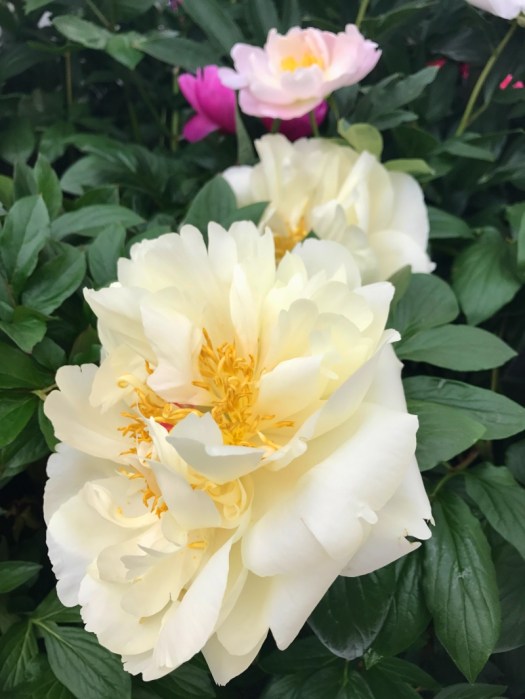 Charlotte-Anne Fidler, Lifestyle, Countrside, English country, Country house, English Houses, English Home, Gardens, Flowers, Cutting, Gardens, Nature, English, gardens, Roses, Rose garden, Sweet peas, Spring bulbs, Spring gardens, Spring planting, Summer planting, Summer gardens, White, Blooms, Home design, Interior design, Interiors, White interiors, House beautiful, Homes and Gardens, Maine Coons, Cats, Motherhood