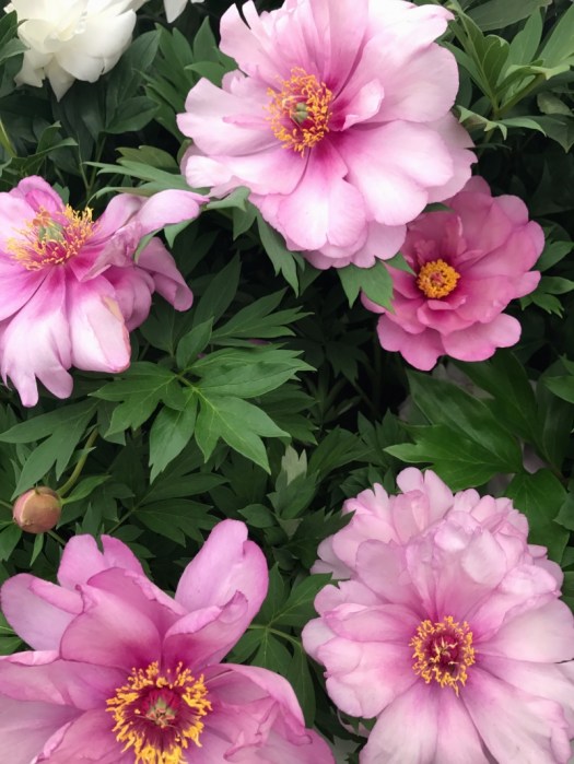 Charlotte-Anne Fidler, Lifestyle, Countrside, English country, Country house, English Houses, English Home, Gardens, Flowers, Cutting, Gardens, Nature, English, gardens, Roses, Rose garden, Sweet peas, Spring bulbs, Spring gardens, Spring planting, Summer planting, Summer gardens, White, Blooms, Home design, Interior design, Interiors, White interiors, House beautiful, Homes and Gardens, Maine Coons, Cats, Motherhood