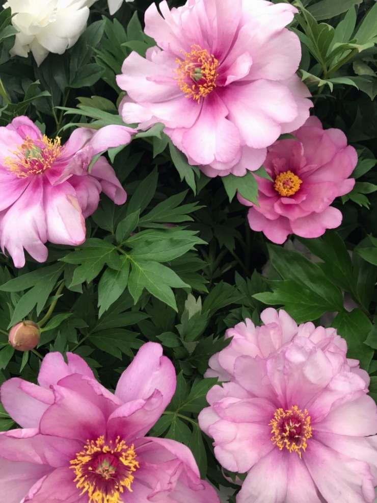 Charlotte-Anne Fidler, Lifestyle, Countrside, English country, Country house, English Houses, English Home, Gardens, Flowers, Cutting, Gardens, Nature, English, gardens, Roses, Rose garden, Sweet peas, Spring bulbs, Spring gardens, Spring planting, Summer planting, Summer gardens, White, Blooms, Home design, Interior design, Interiors, White interiors, House beautiful, Homes and Gardens, Maine Coons, Cats, Motherhood