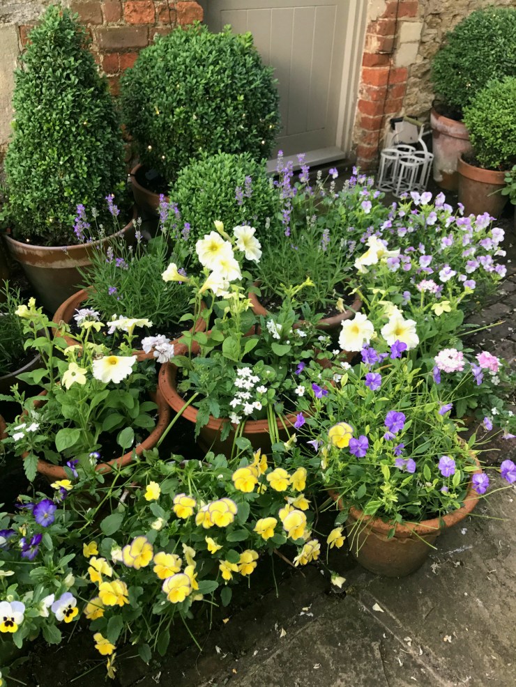 Charlotte-Anne Fidler, Lifestyle, Countryside, English country, Country house, English Houses, English Home, Gardens, Flowers, Cutting, Gardens, Nature, English, gardens, Roses, Rose garden, Sweet peas, Spring bulbs, Spring gardens, Spring planting, Summer planting, Summer gardens, White, Blooms, Home design, Interior design, Interiors, White interiors, House beautiful, Homes and Gardens, Maine Coons, Cats, Motherhood