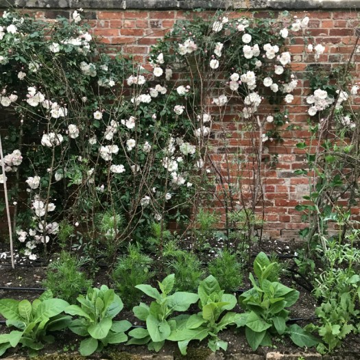 Charlotte-Anne Fidler, Lifestyle, Countryside, English country, Country house, English Houses, English Home, Gardens, Flowers, Cutting, Gardens, Nature, English, gardens, Roses, Rose garden, Sweet peas, Spring bulbs, Spring gardens, Spring planting, Summer planting, Summer gardens, White, Blooms, Home design, Interior design, Interiors, White interiors, House beautiful, Homes and Gardens, Maine Coons, Cats, Motherhood